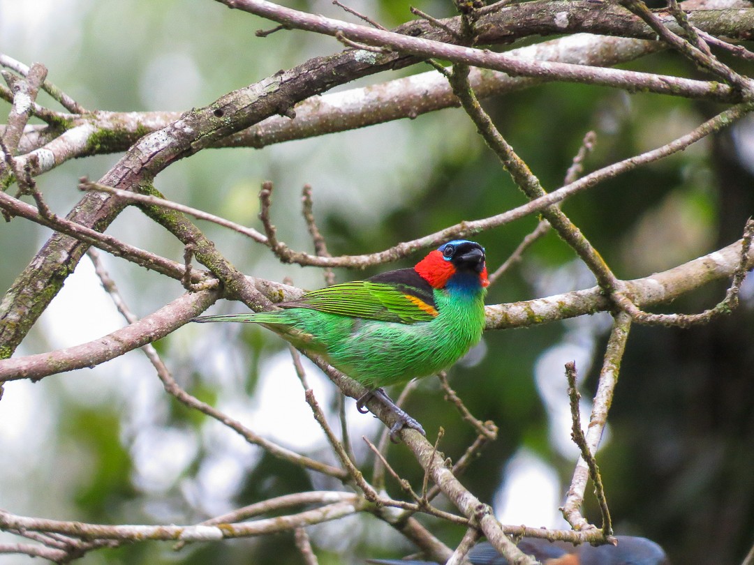 Red-necked Tanager - ML623966033