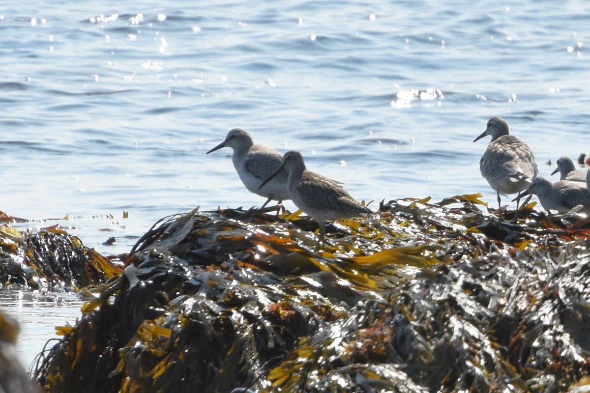 Short-billed Dowitcher - James Thompson