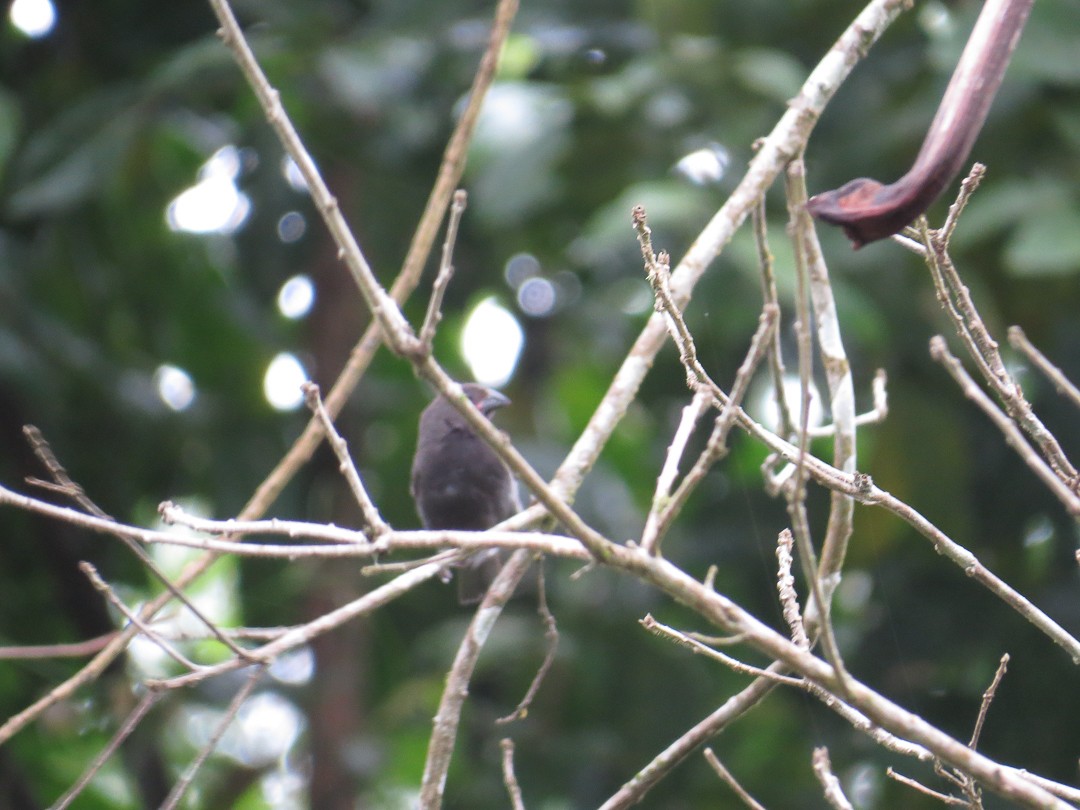 Sooty Grassquit - ML623966039