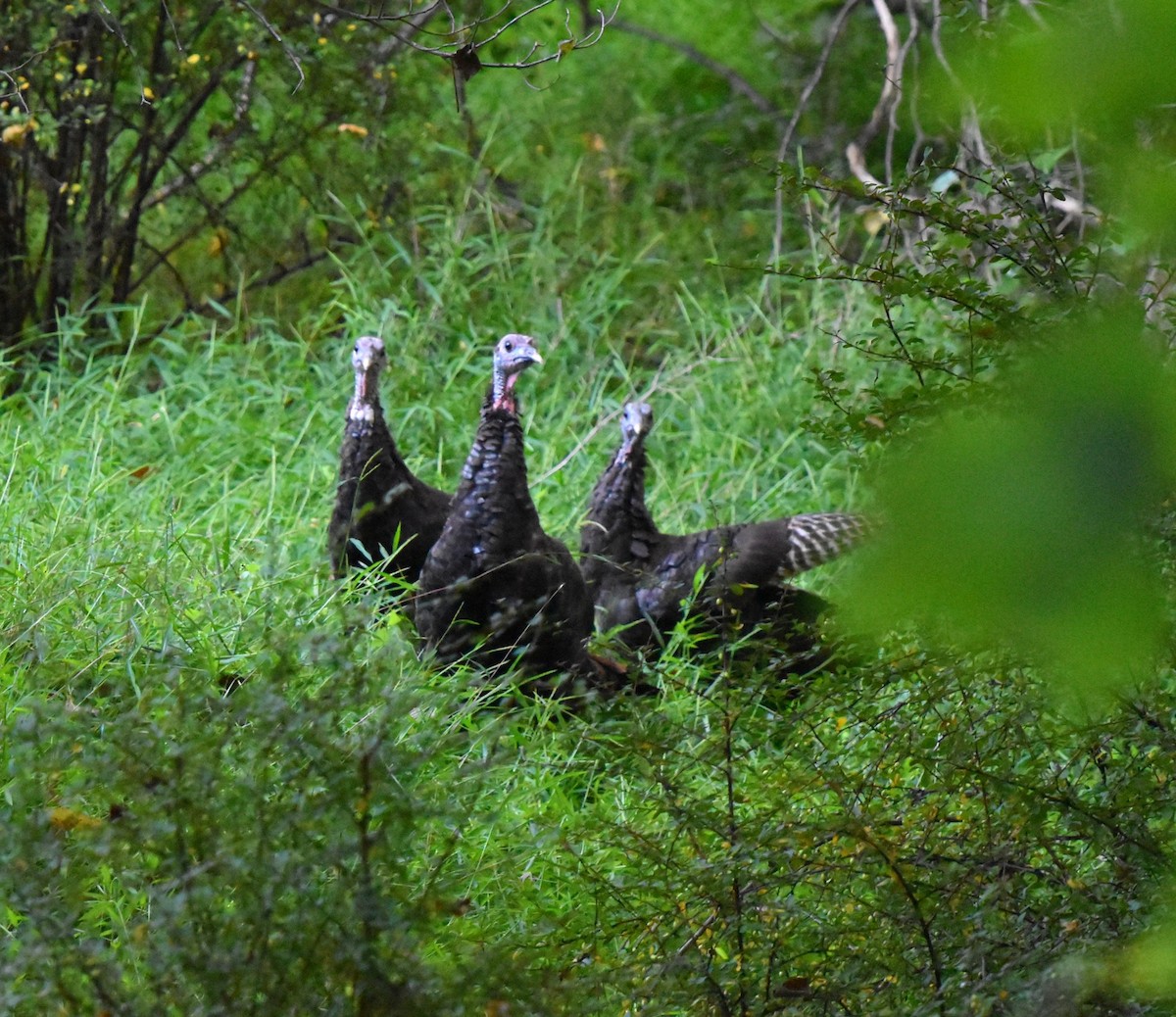 Guajolote Gallipavo - ML623966040