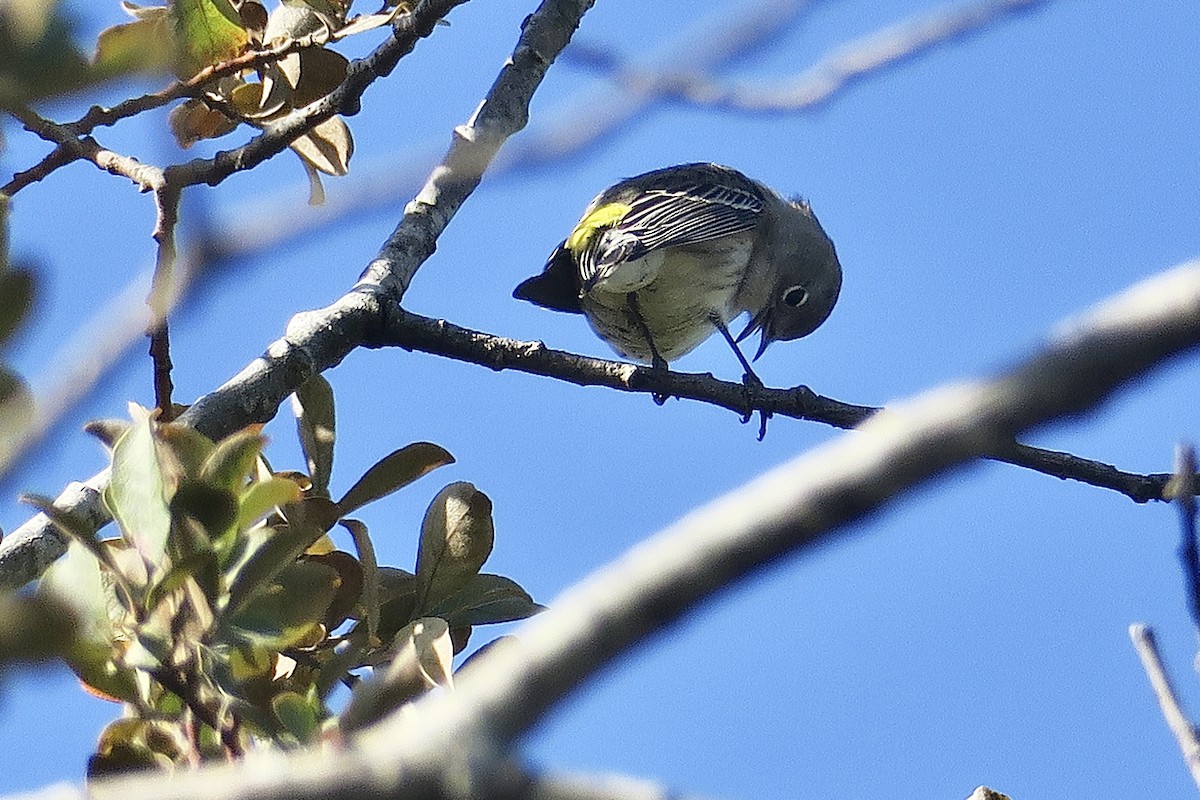 Yellow-rumped Warbler - ML623966043