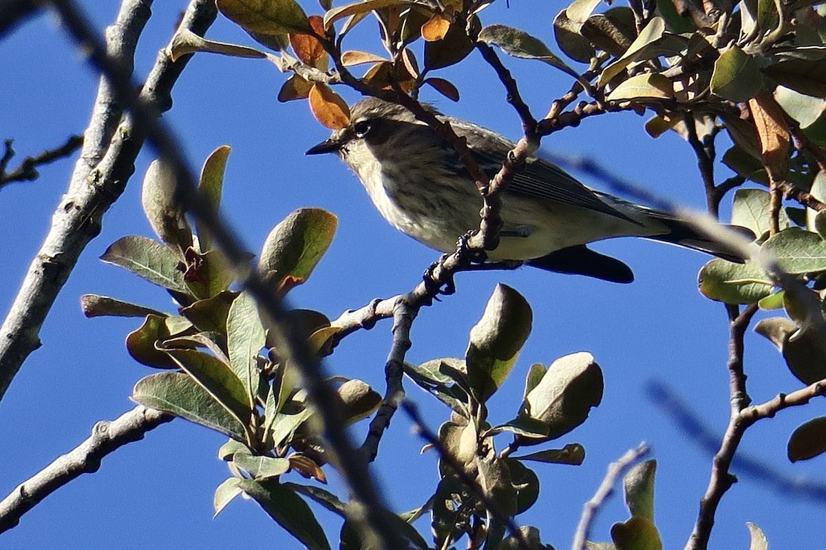 Yellow-rumped Warbler - ML623966044