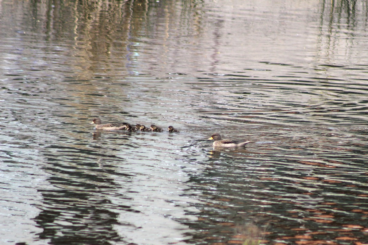 Yellow-billed Pintail - ML623966055