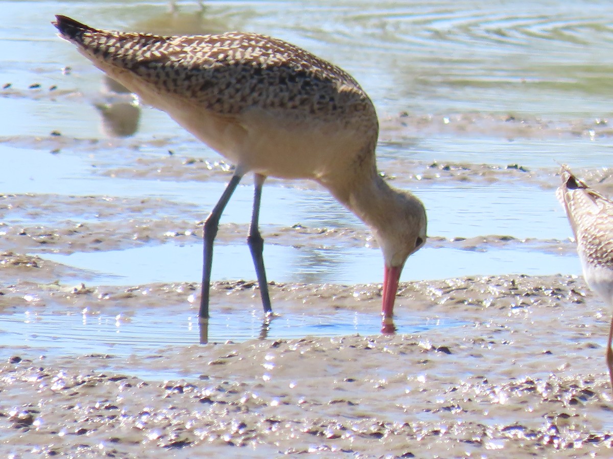 Marbled Godwit - Katherine Holland