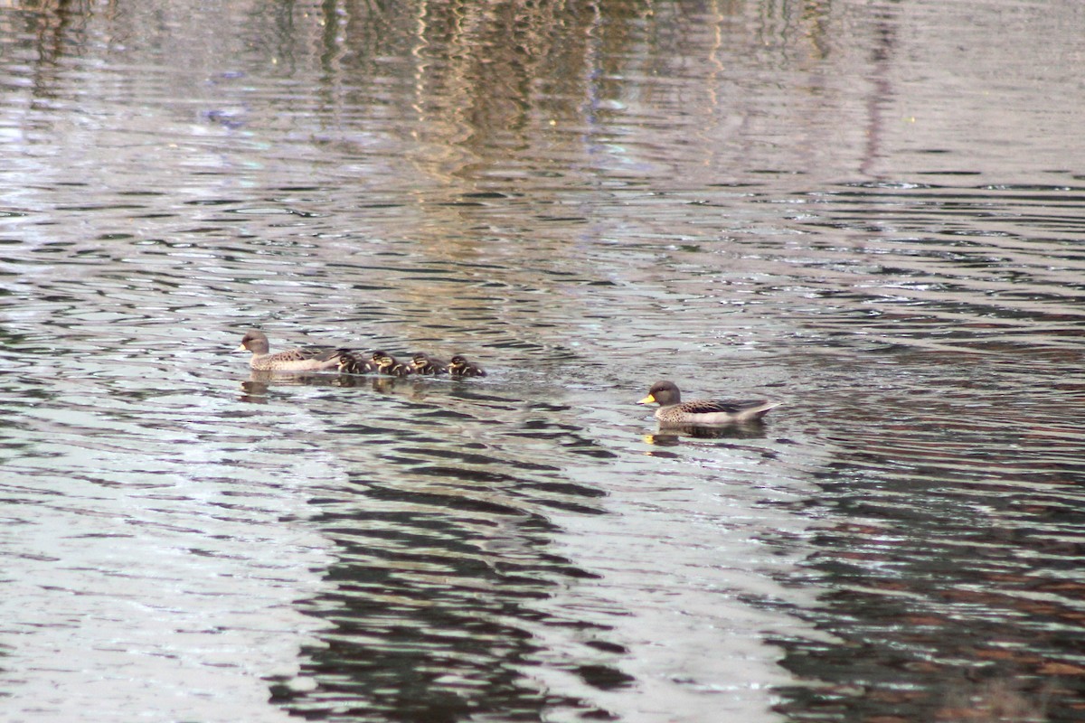 Yellow-billed Pintail - ML623966062