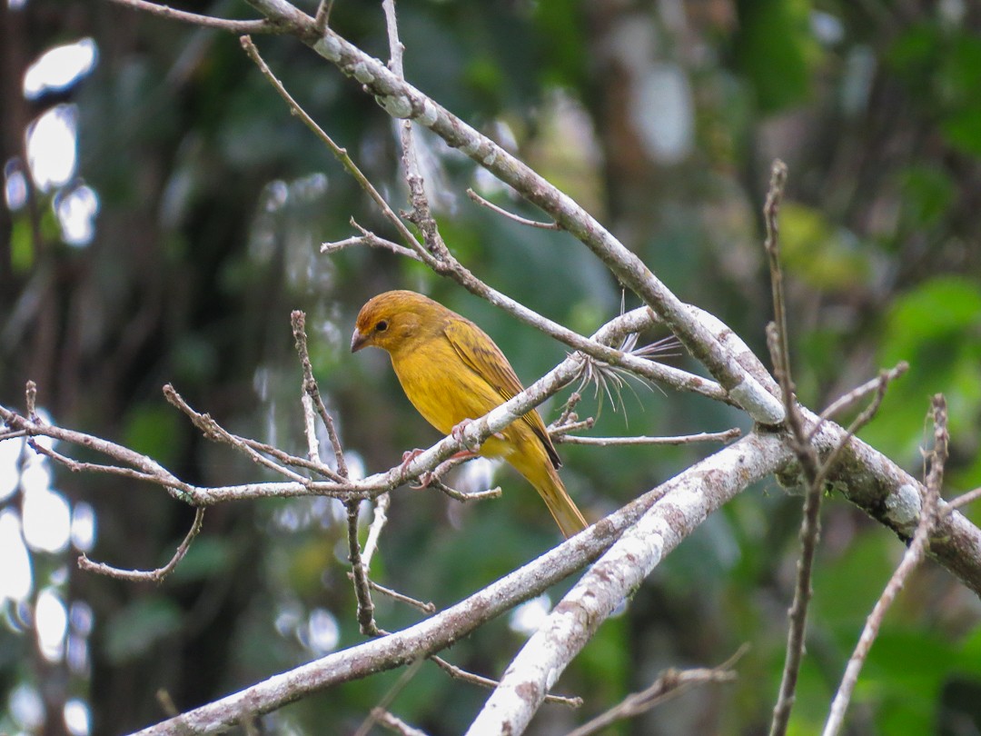 Saffron Finch - ML623966074