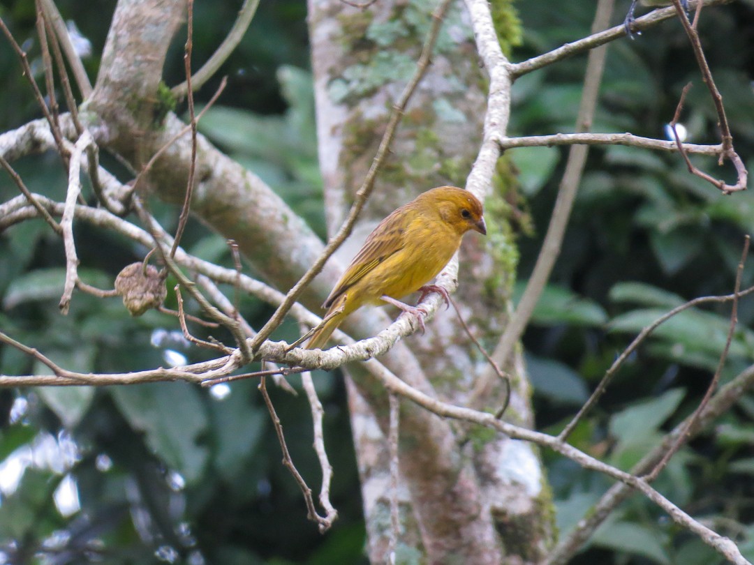 Saffron Finch - ML623966075