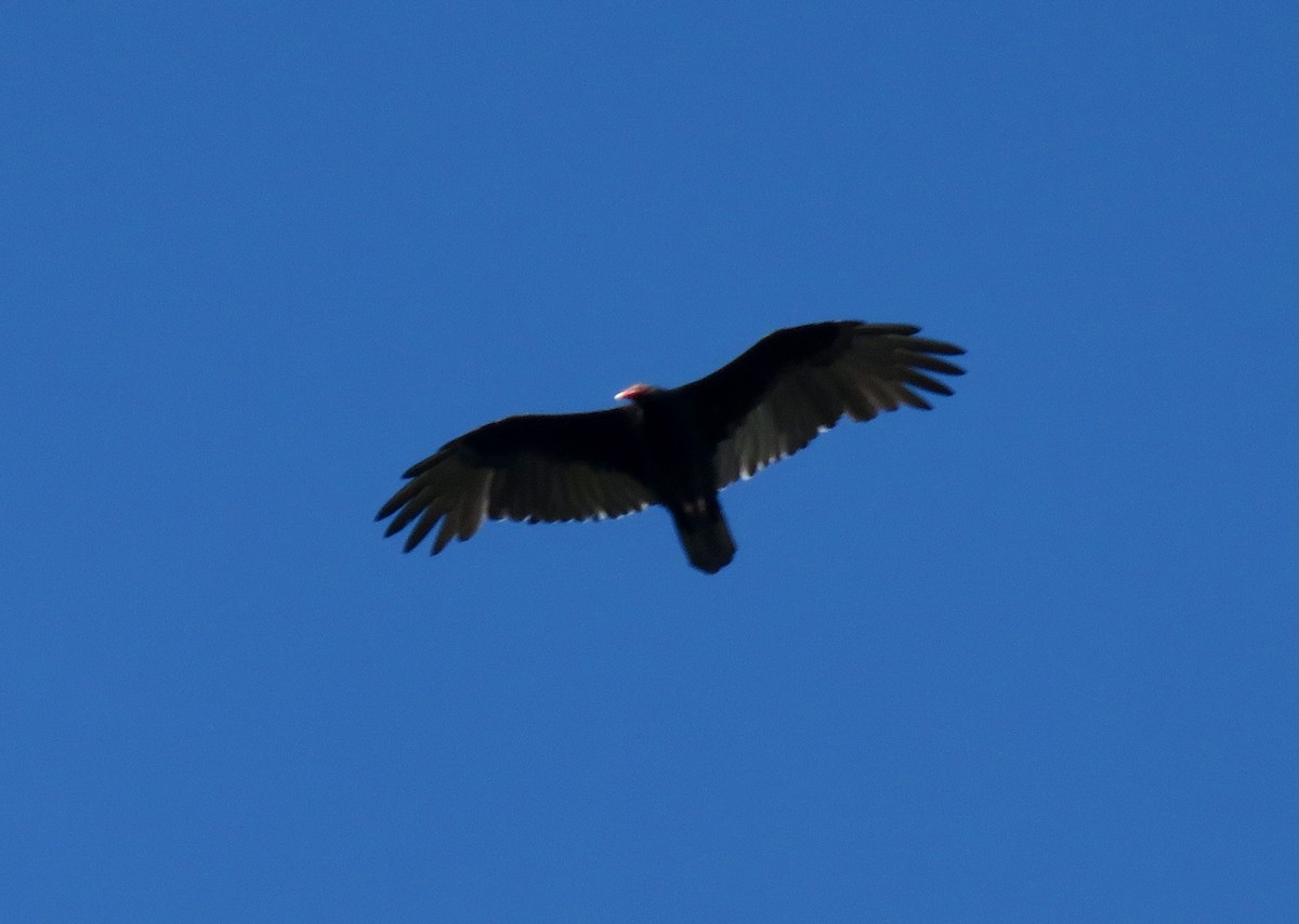 Turkey Vulture (Northern) - ML623966079