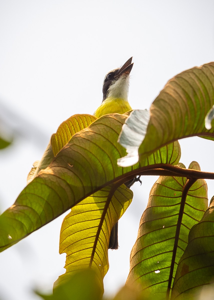 White-ringed Flycatcher - ML623966082