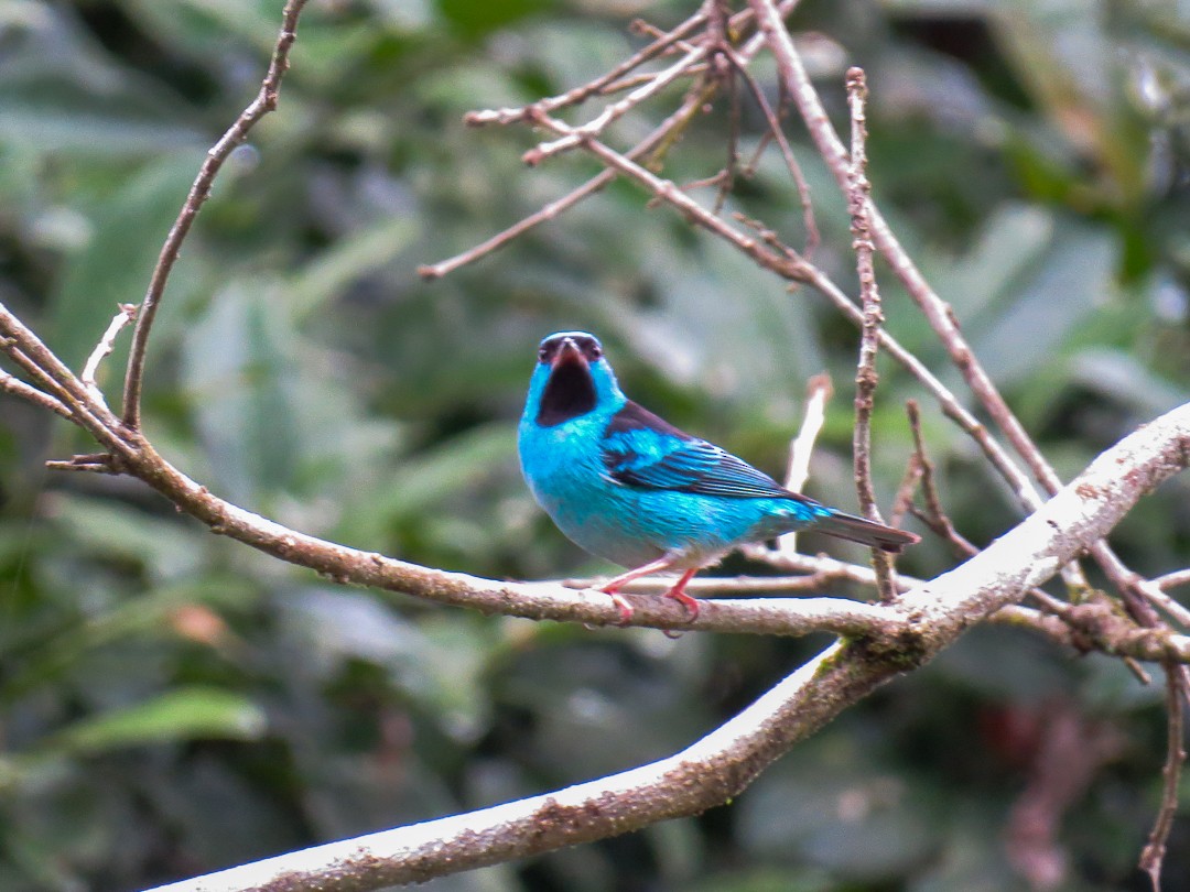 Blue Dacnis - ML623966096