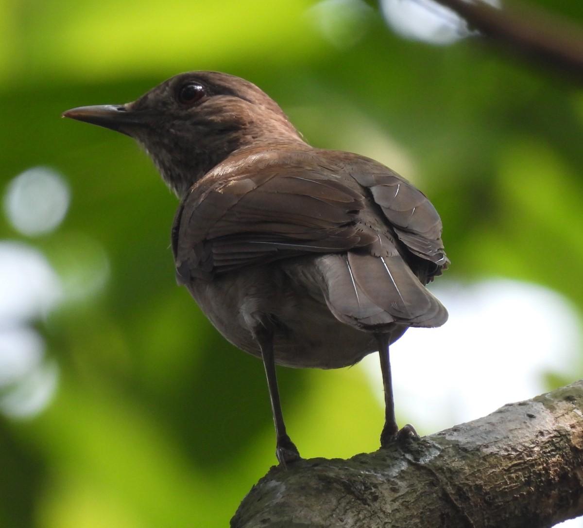 Pale-breasted Thrush - ML623966097