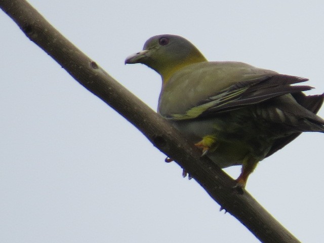 Yellow-footed Green-Pigeon - ML62396611