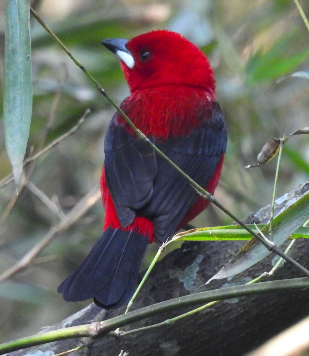 Brazilian Tanager - ML623966132