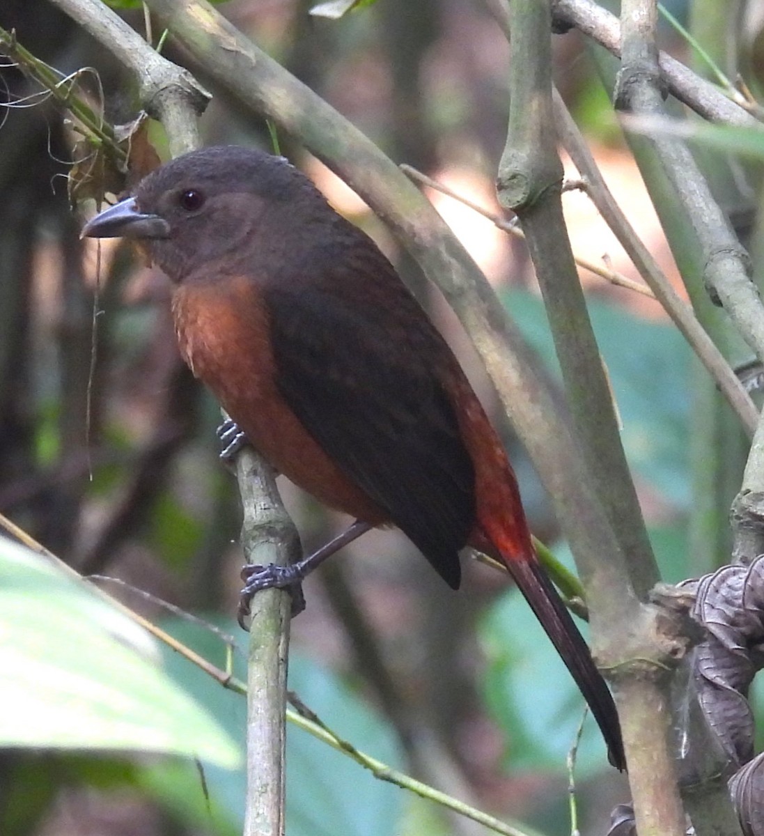 Brazilian Tanager - ML623966133