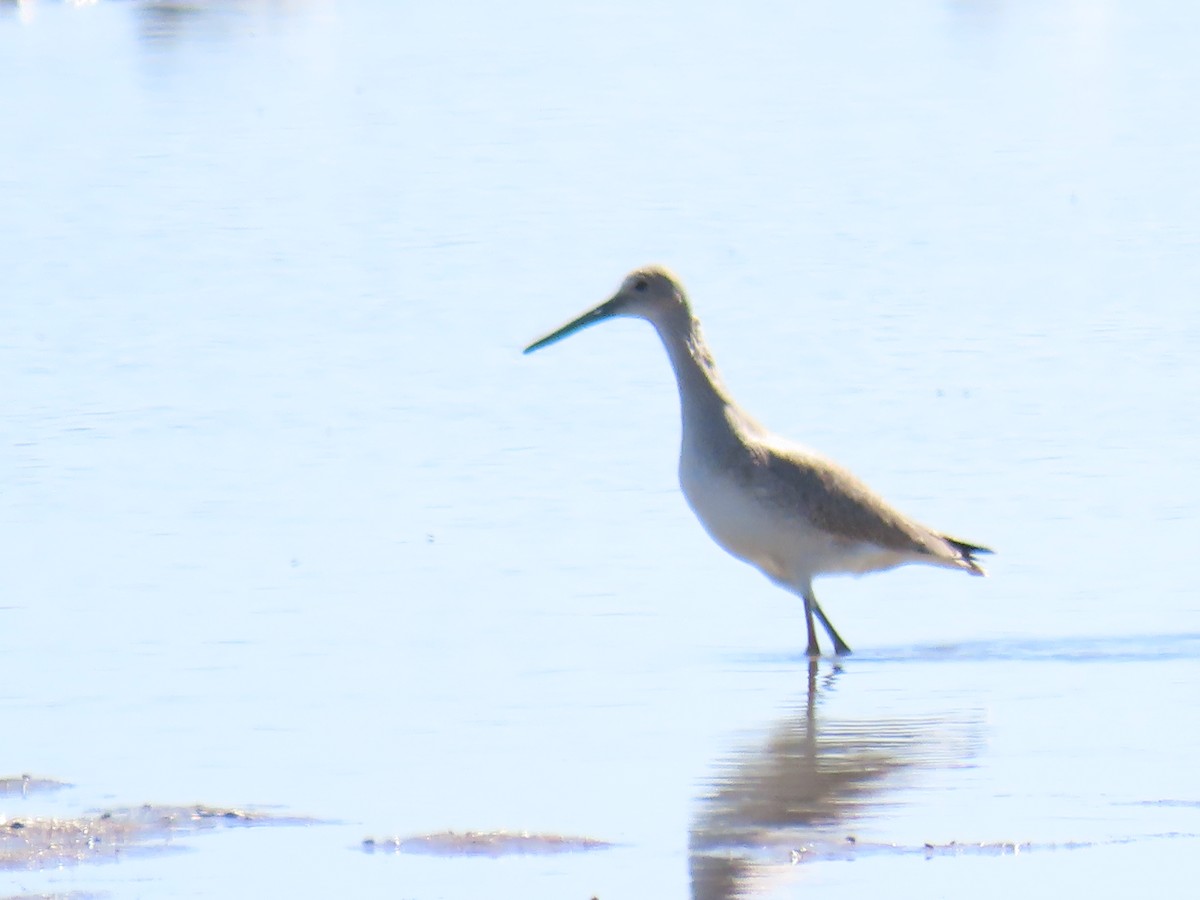 Willet - Katherine Holland