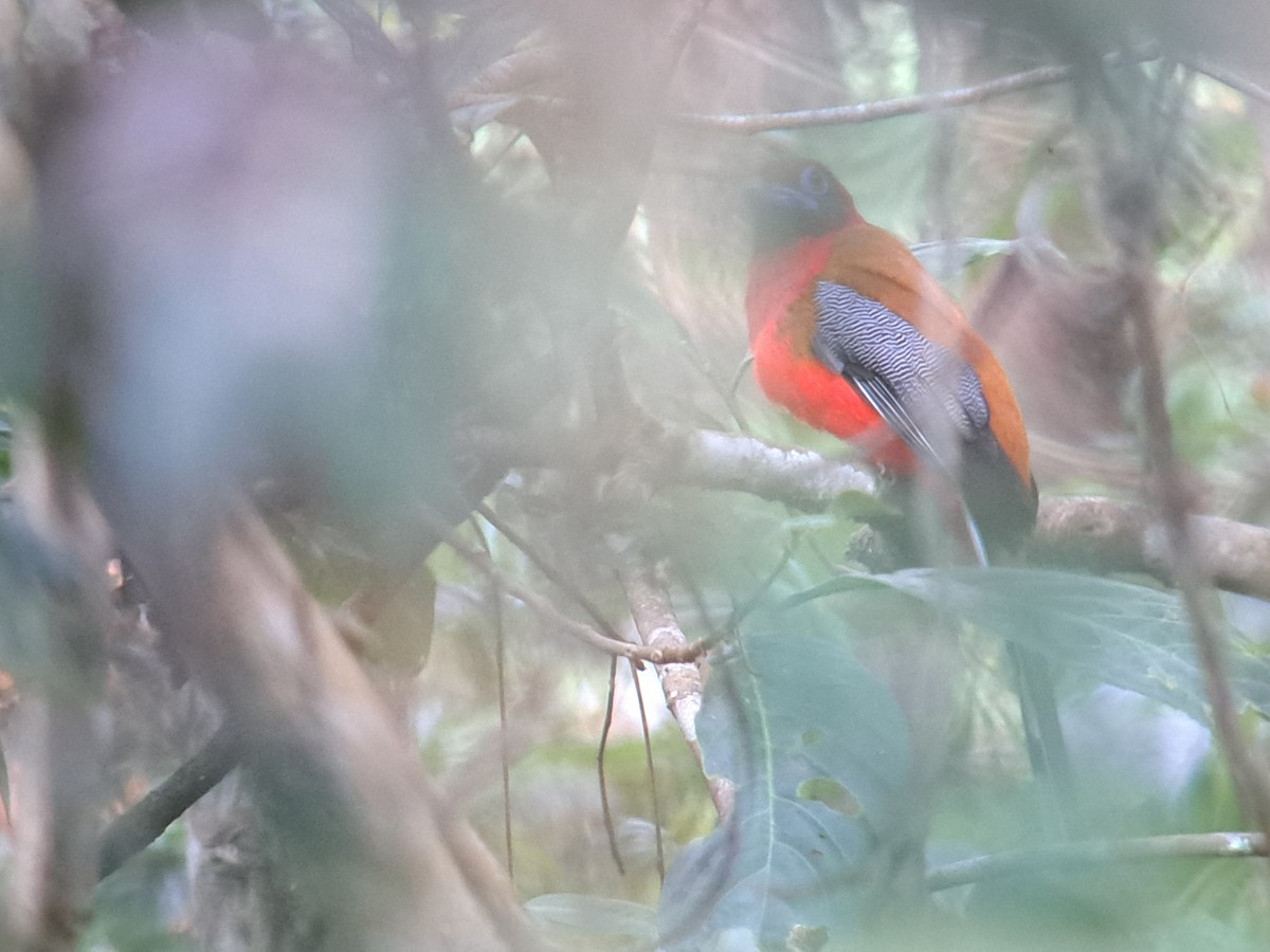 Red-headed Trogon - ML623966145