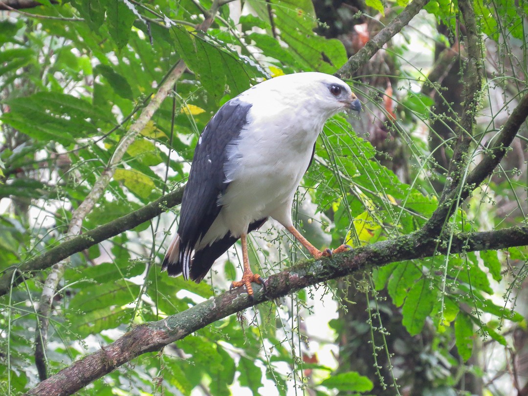 White-necked Hawk - ML623966148