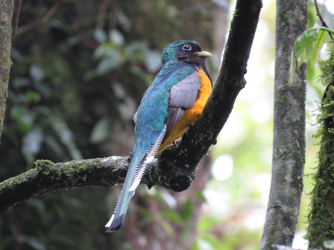 Atlantic Black-throated Trogon - ML623966160