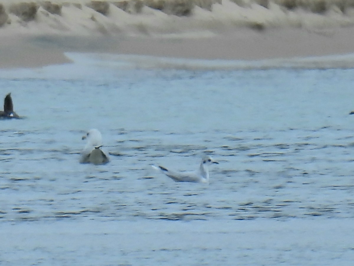 Bonaparte's Gull - ML623966164