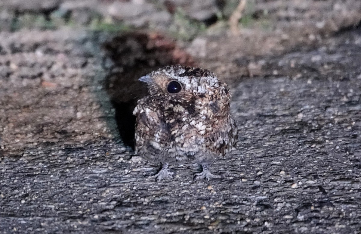 Common Poorwill - ML623966169