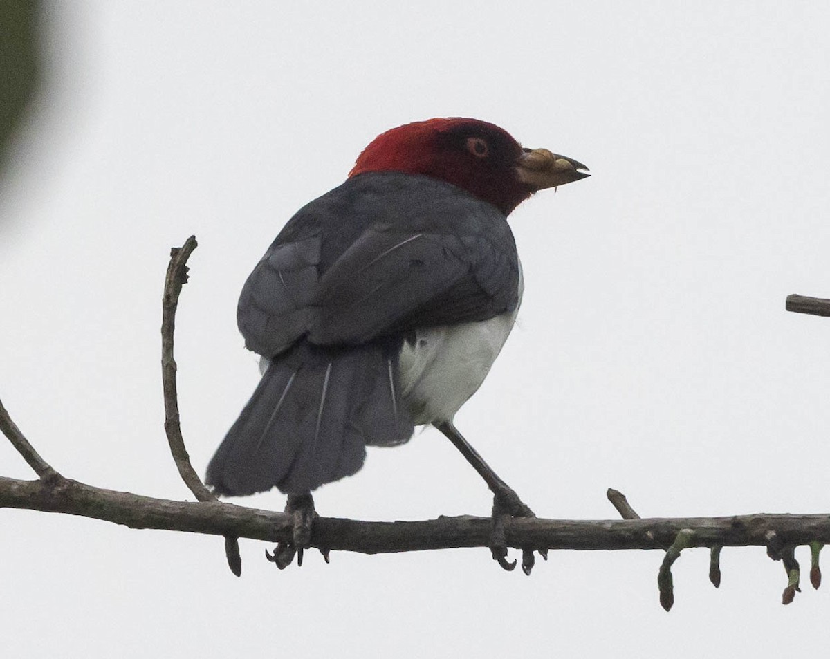 Red-capped Cardinal - ML623966173