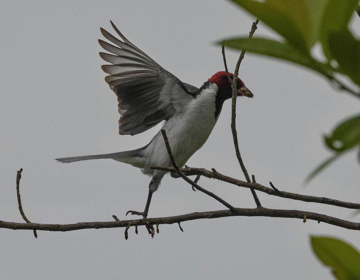 Red-capped Cardinal - ML623966174