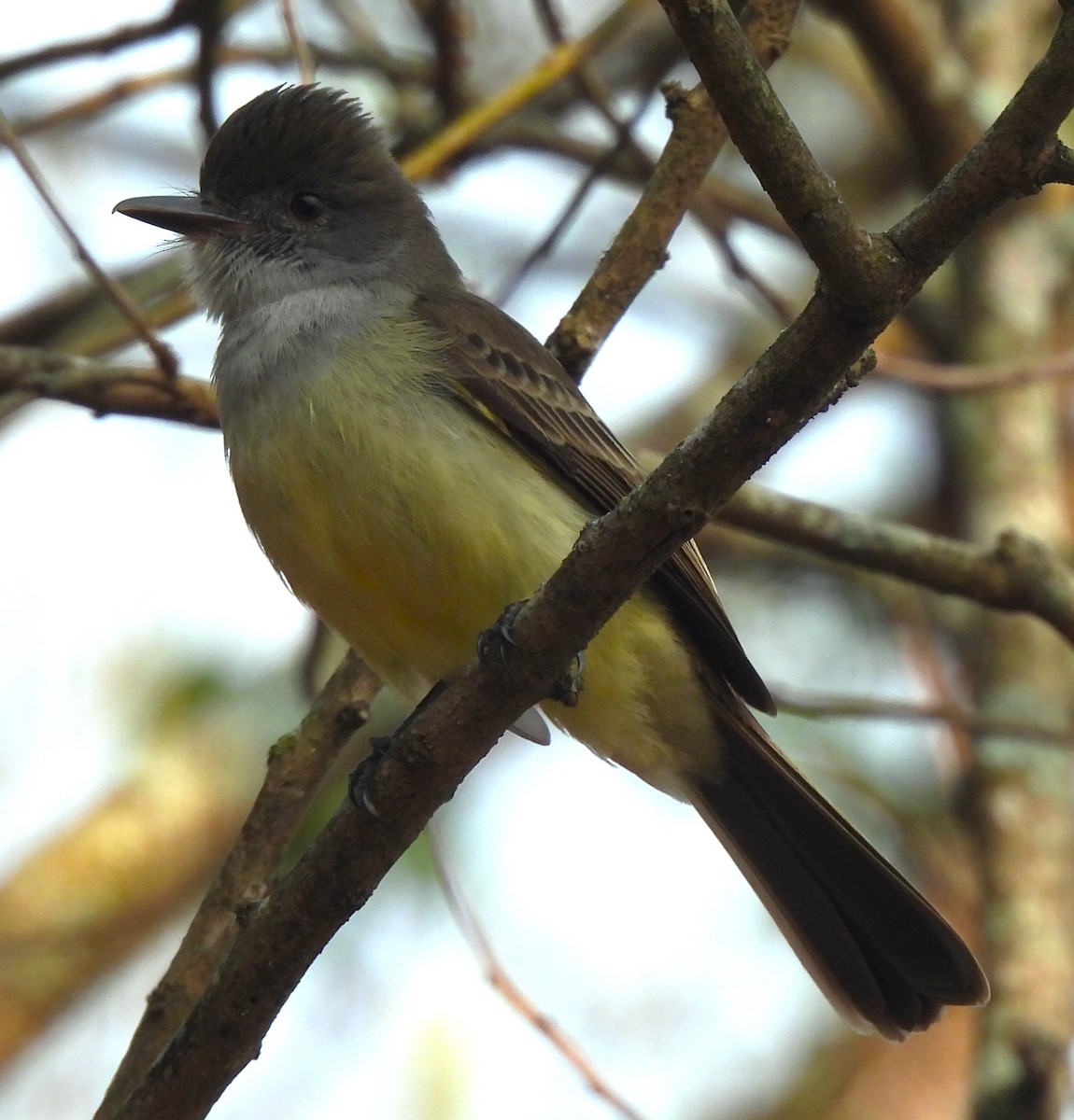 Short-crested Flycatcher - ML623966184