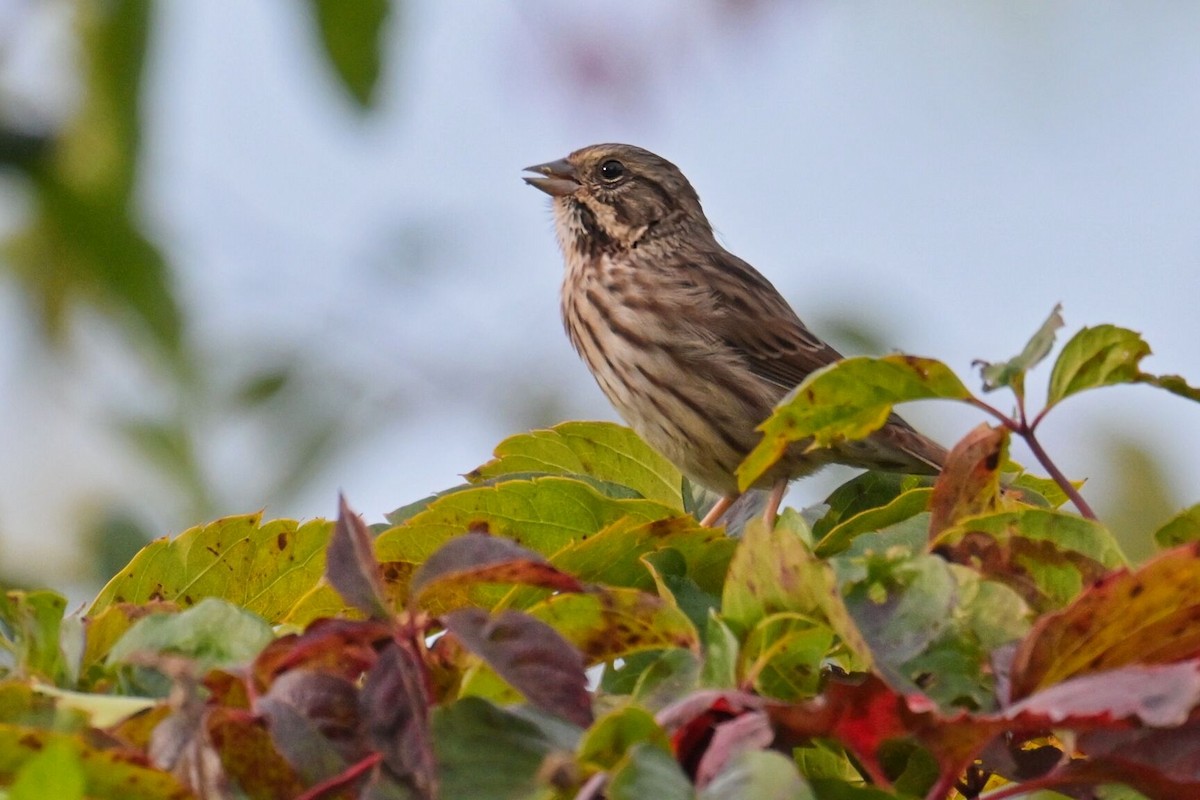 Song Sparrow - ML623966191