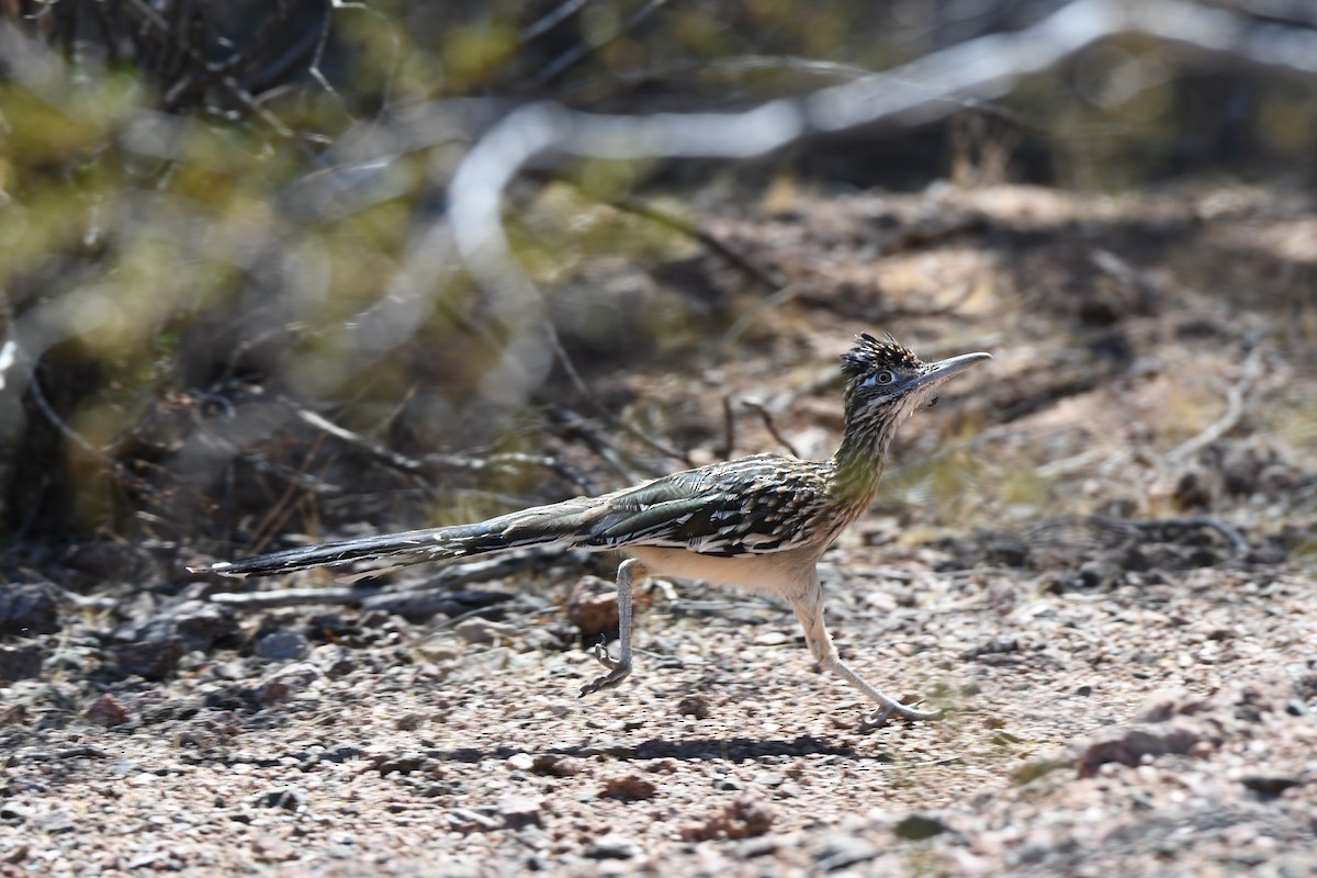 Greater Roadrunner - Daniel Bailey