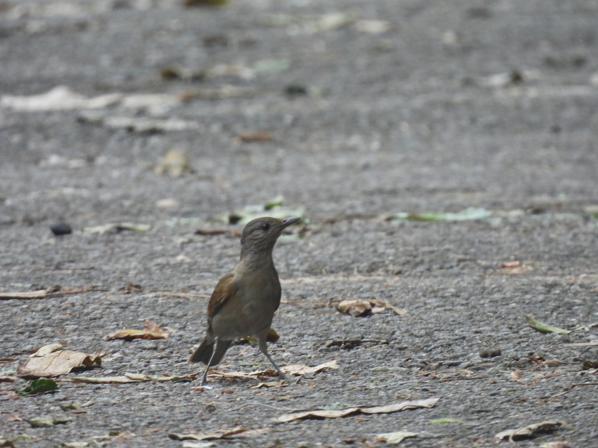 Pale-breasted Thrush - Luiz Pedreira