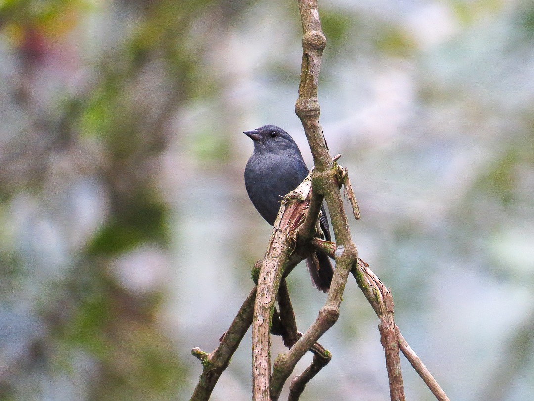 Uniform Finch - Alido junior