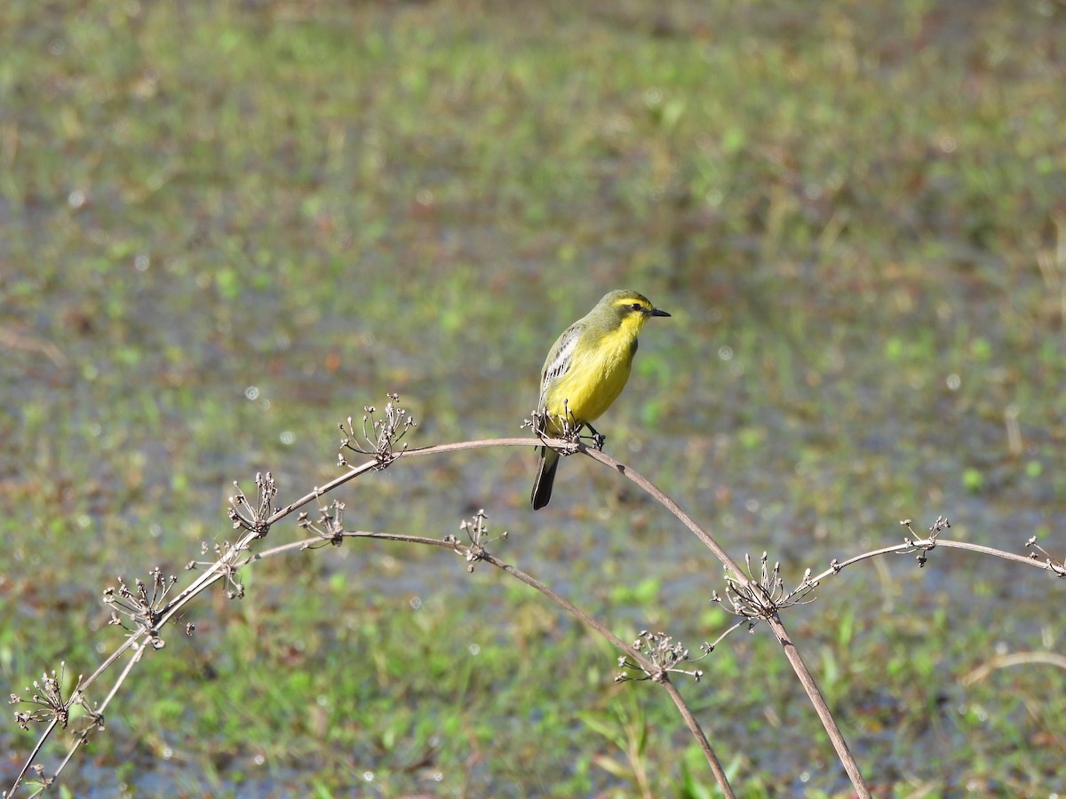 Yellow-browed Tyrant - ML623966219