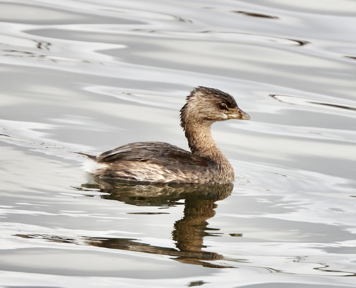 Pied-billed Grebe - ML623966230