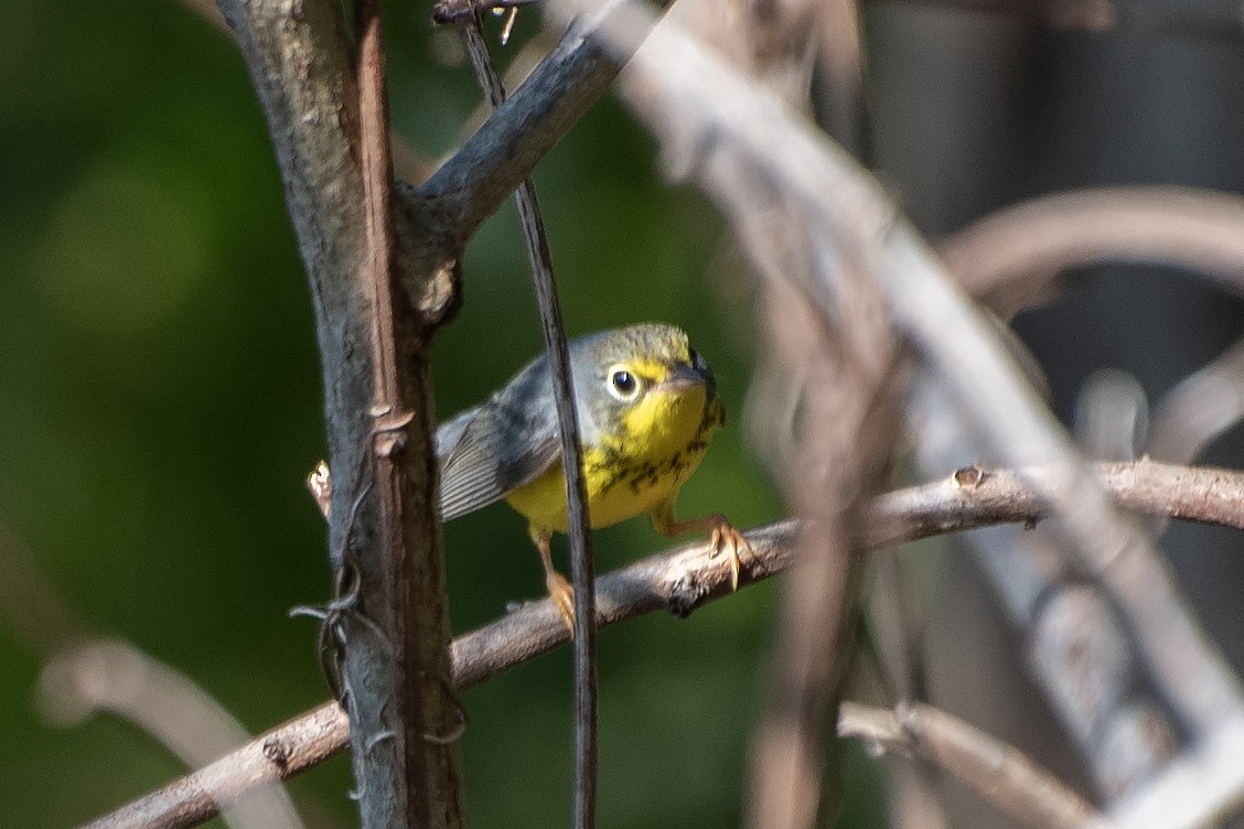 Canada Warbler - Donna Wadsley