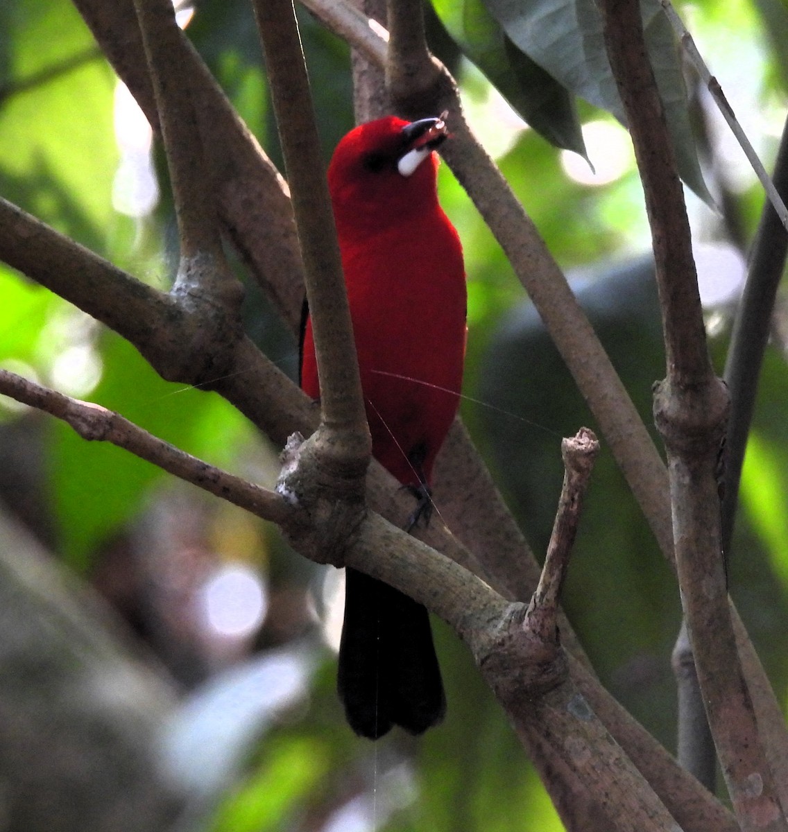 Brazilian Tanager - ML623966243