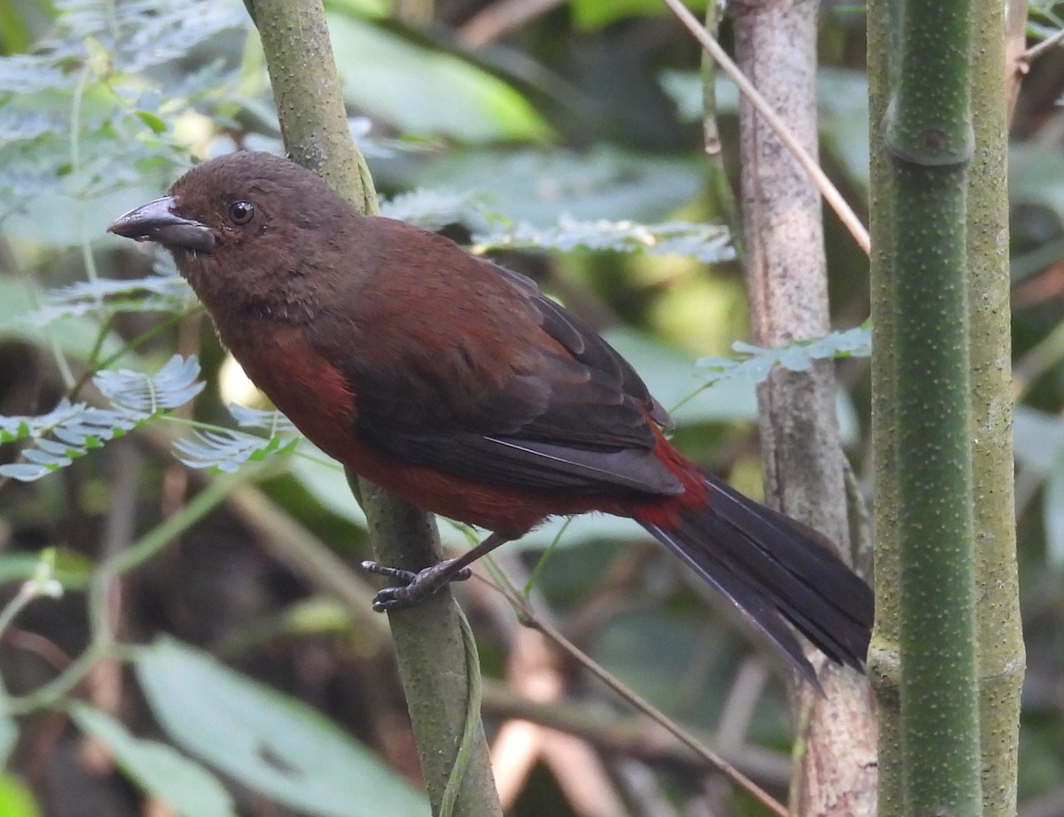 Brazilian Tanager - ML623966244