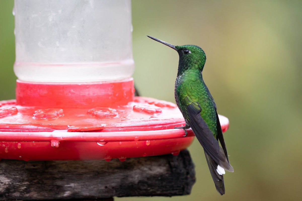 Rufous-vented Whitetip - ML623966255