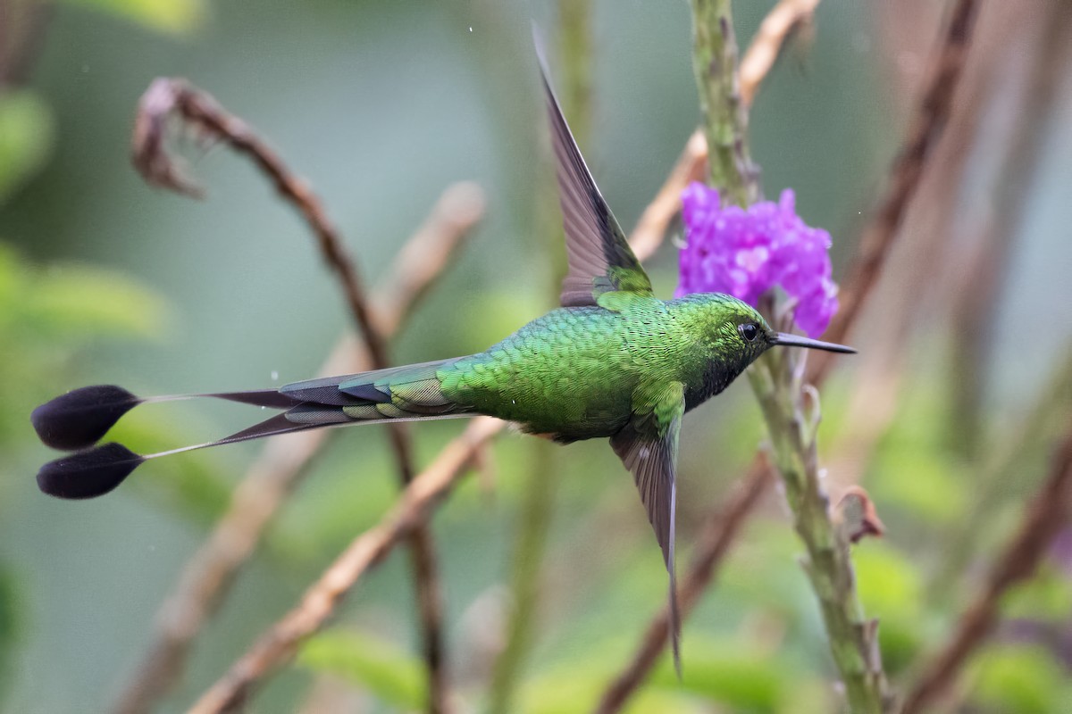 Peruvian Racket-tail - ML623966261