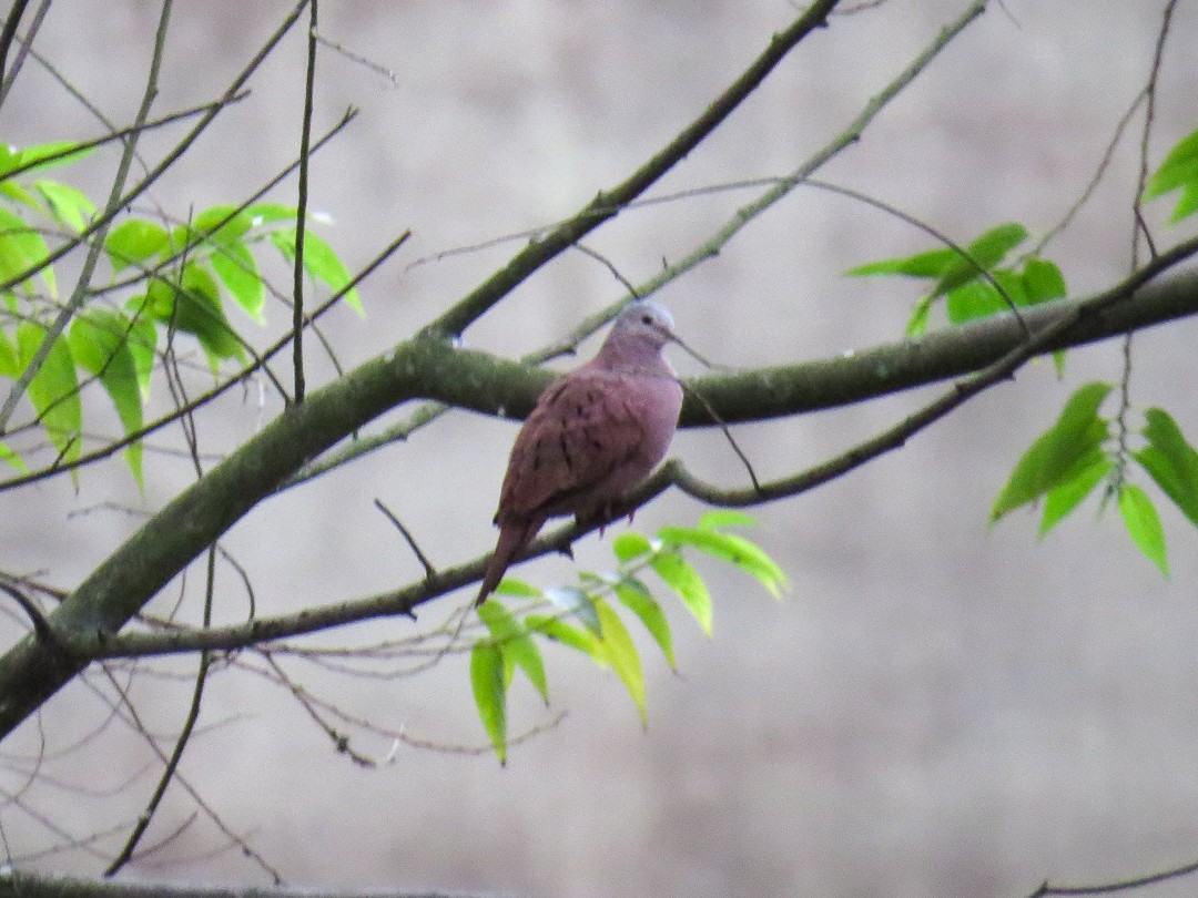 Ruddy Ground Dove - ML623966281