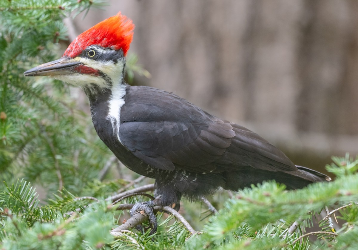 Pileated Woodpecker - ML623966283