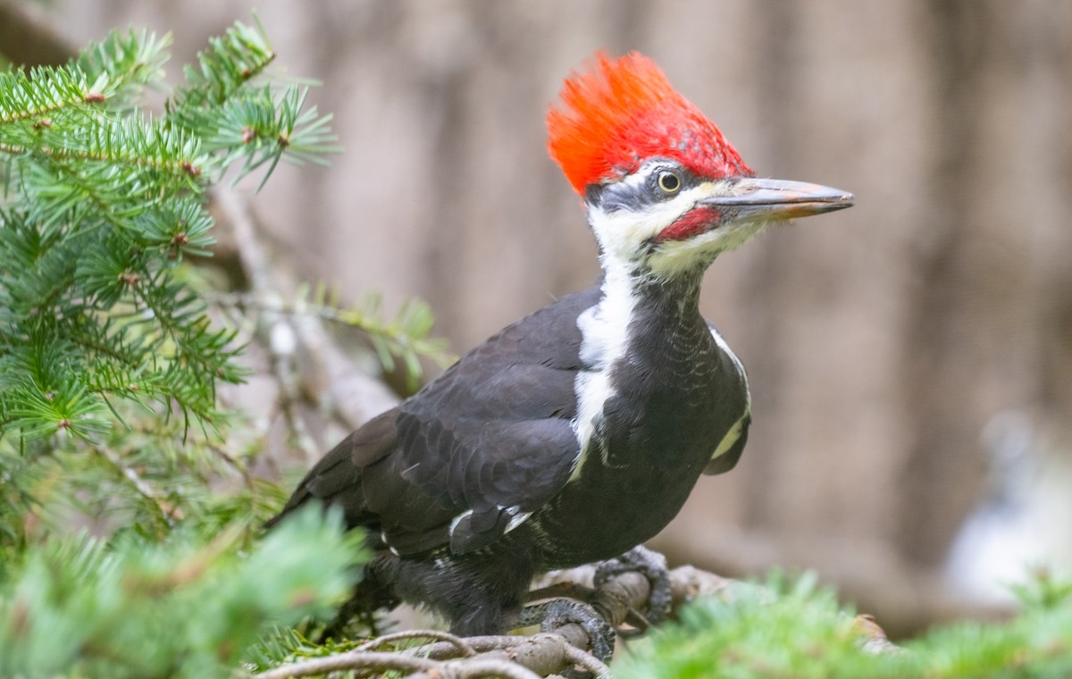 Pileated Woodpecker - ML623966291