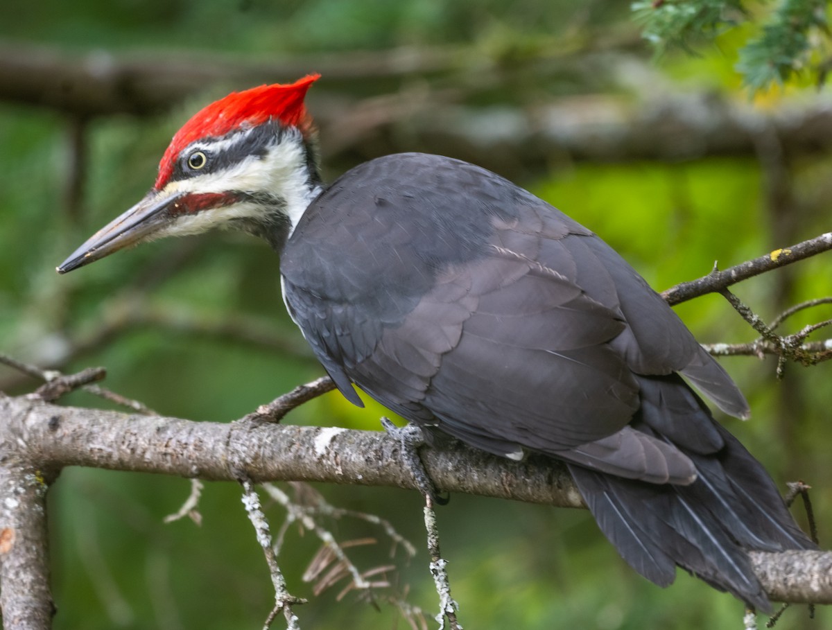 Pileated Woodpecker - ML623966294