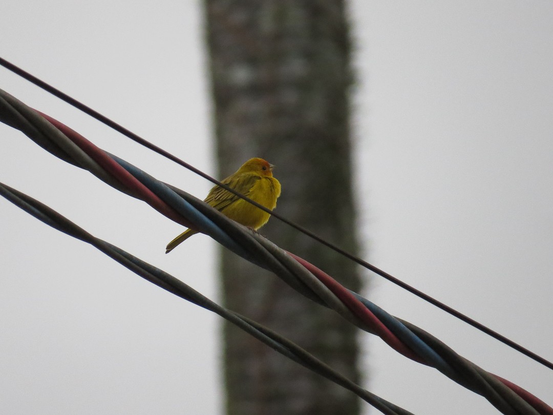 Saffron Finch - ML623966298