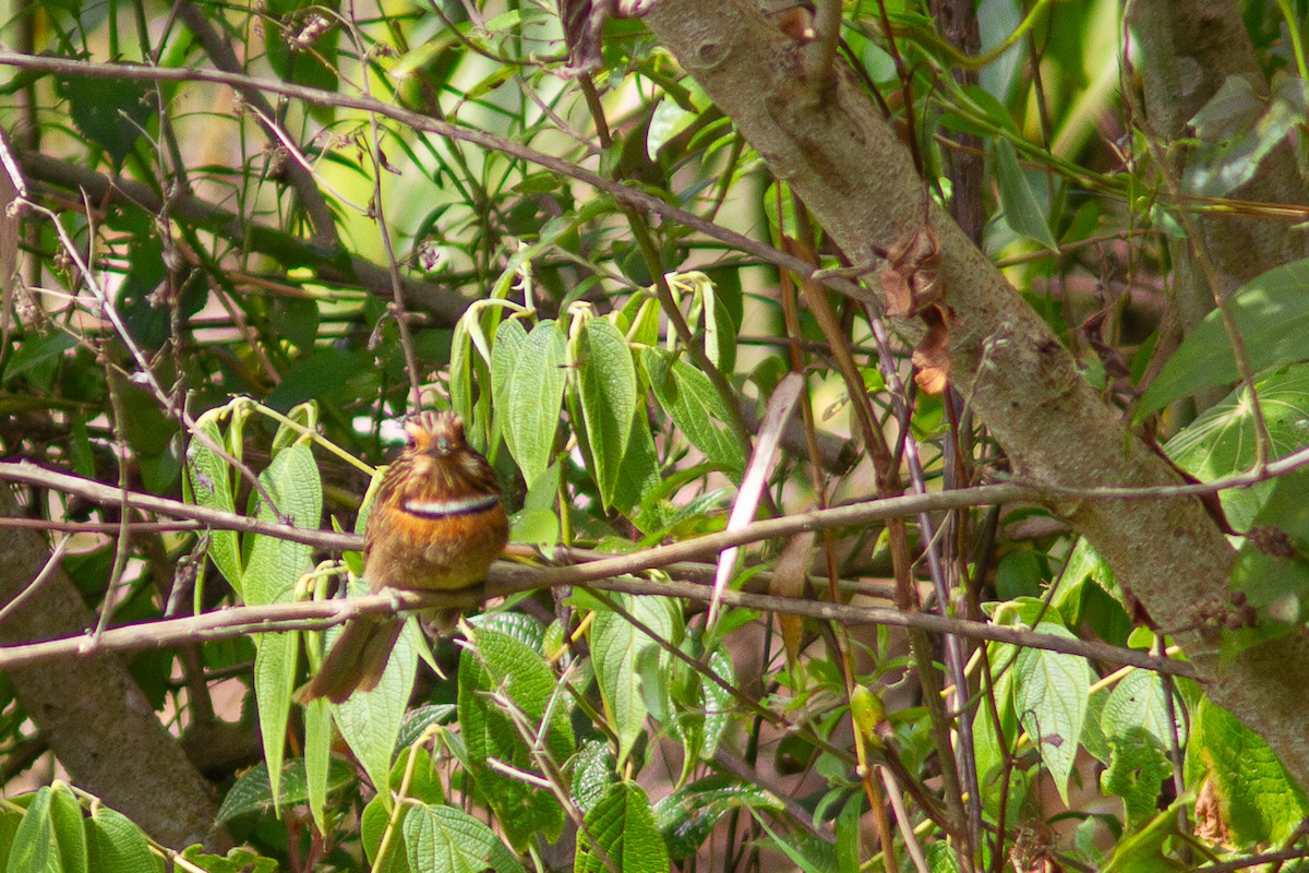 Crescent-chested Puffbird - ML623966312