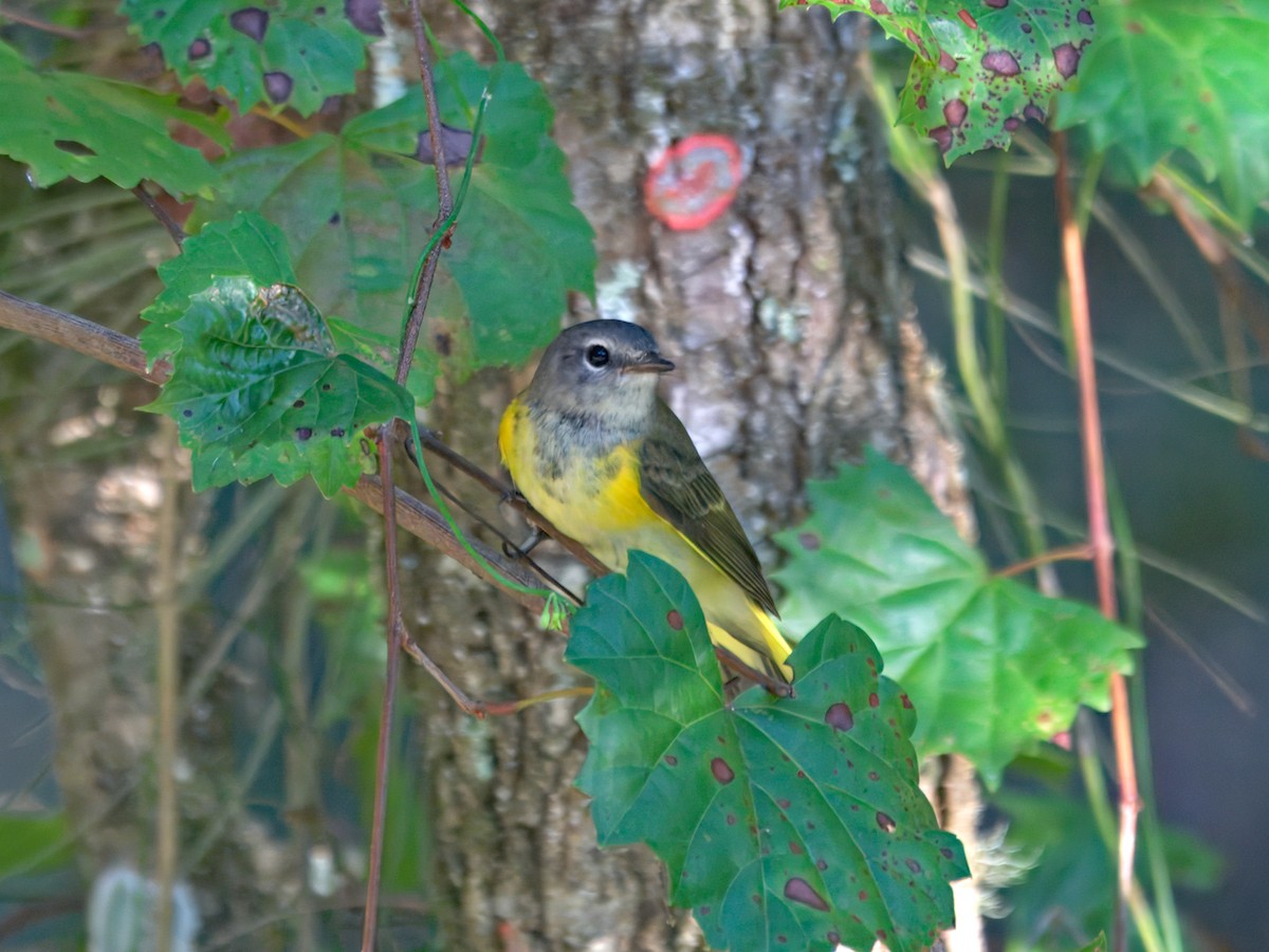 American Redstart - ML623966320