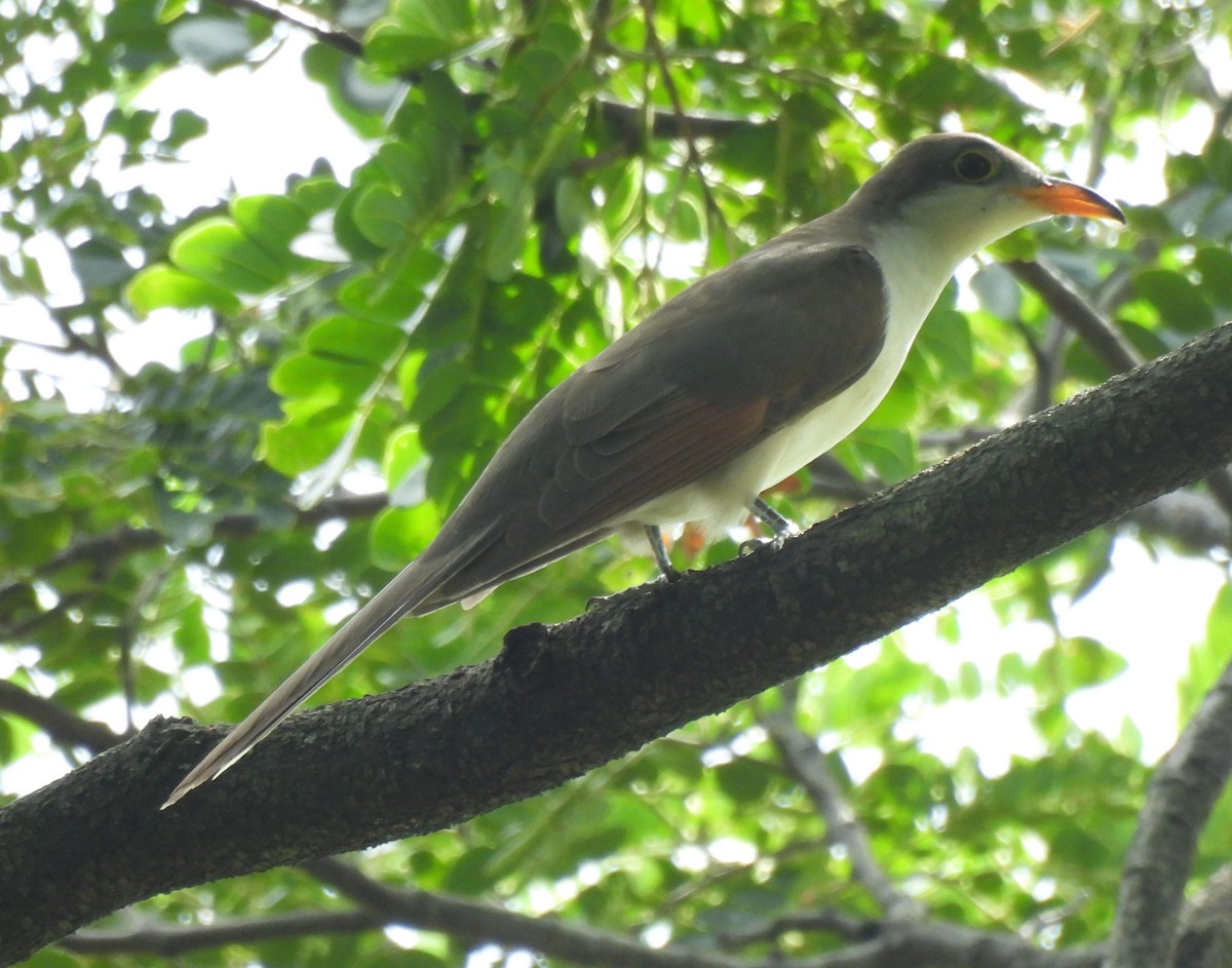 Yellow-billed Cuckoo - ML623966321