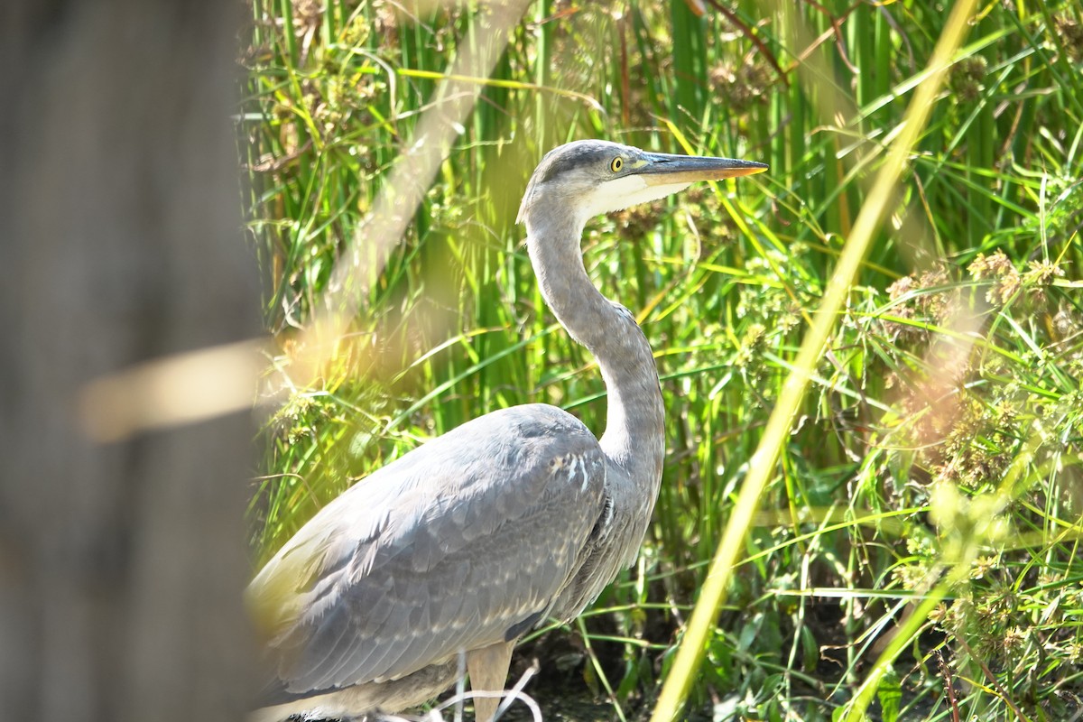 Great Blue Heron - ML623966324