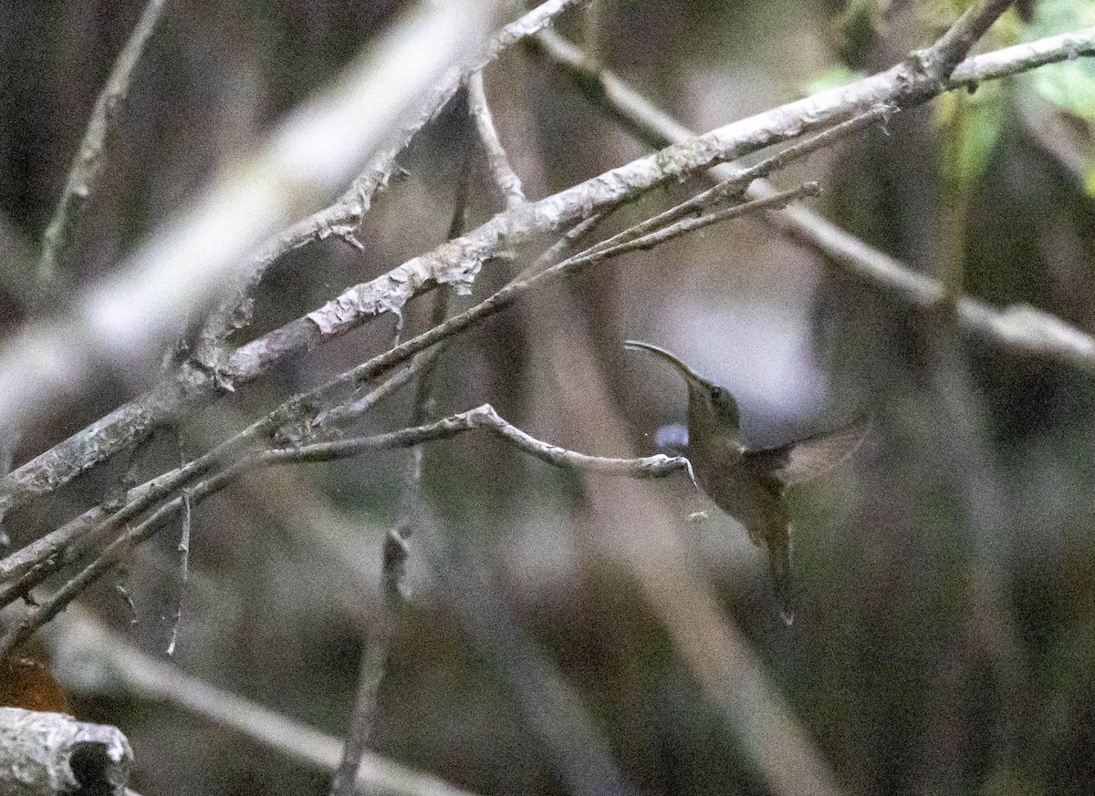 Rufous-breasted Hermit - Chris George