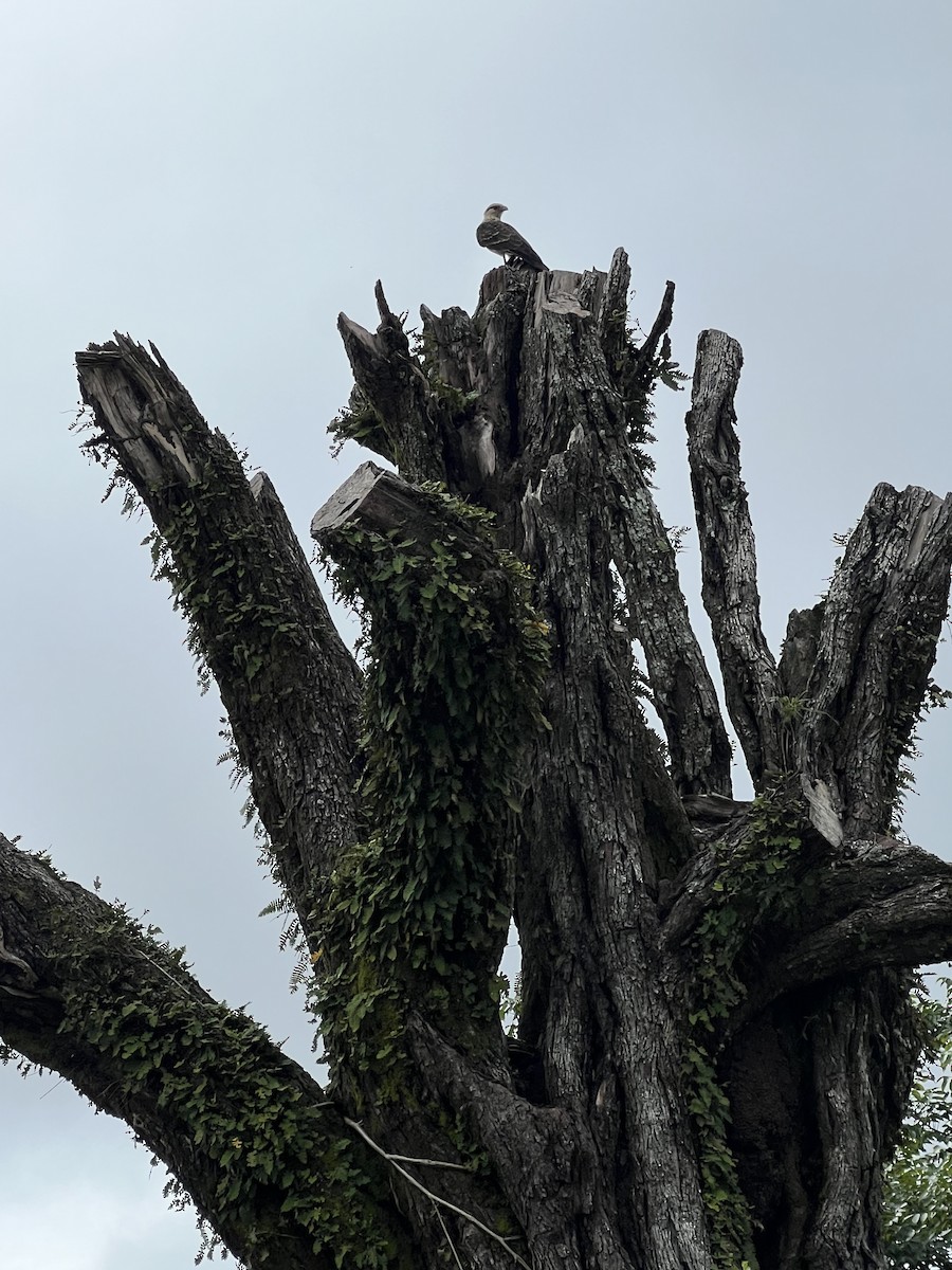 Yellow-headed Caracara - ML623966343