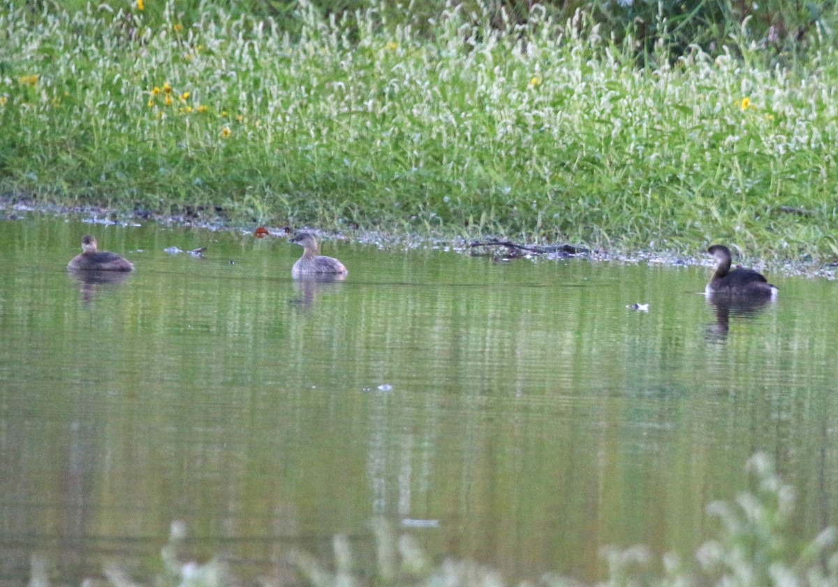 Pied-billed Grebe - ML623966355